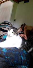 Lost Cat