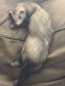 Lost Ferret