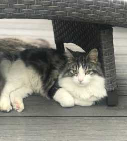 Lost Cat