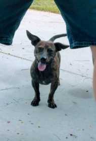 Lost Dog