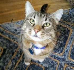 Lost Cat