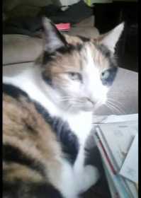Lost Cat
