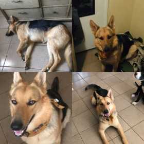 Lost Dog