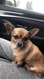 Lost Dog