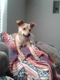 Lost Dog