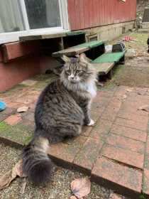 Lost Cat