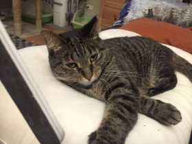 Lost Cat