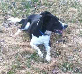 Lost Dog