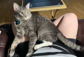 Lost Cat