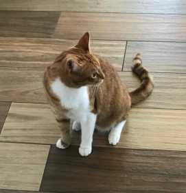 Lost Cat