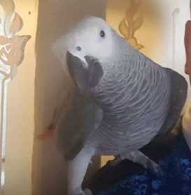 Lost African Grey