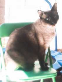 Lost Cat
