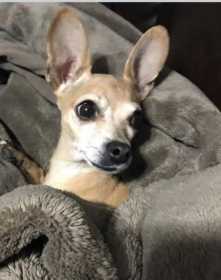 Lost Dog