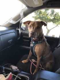 Lost Dog
