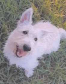 Lost Dog