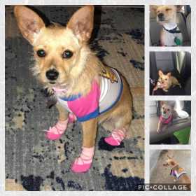Lost Dog