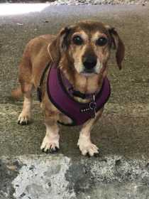 Lost Dog