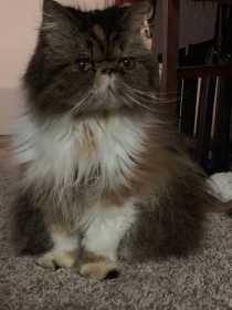 Lost Cat