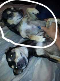 Lost Dog