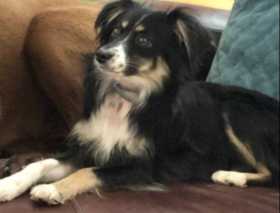 Lost Dog
