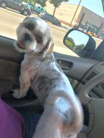 Lost Dog