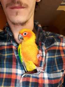 Lost Conure