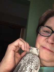 Lost Cockatiel