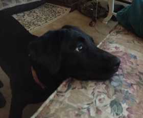 Lost Dog