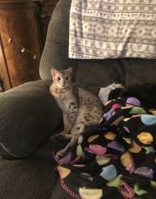 Lost Cat