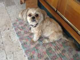Lost Dog
