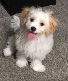 Lost Dog