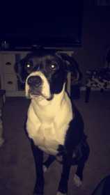 Lost Dog