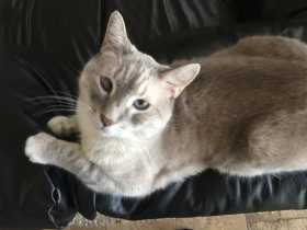 Lost Cat