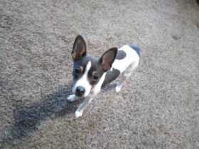 Lost Dog