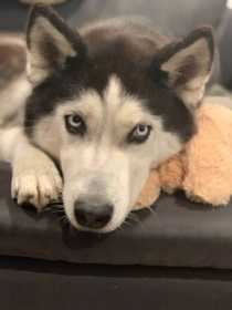 Lost Dog