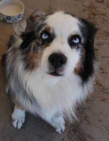 Lost Dog
