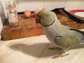 Lost Indian Ringneck Parakeet