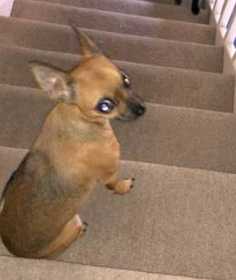Lost Dog
