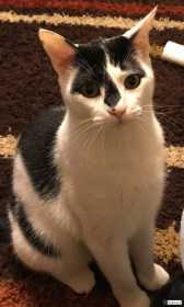 Lost Cat