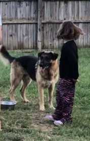 Lost Dog