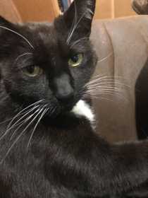 Lost Cat