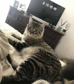 Lost Cat