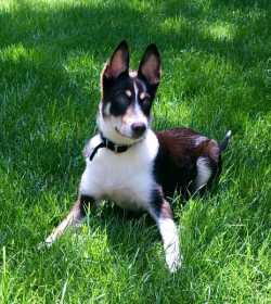 Lost Dog