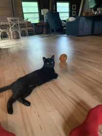 Lost Cat