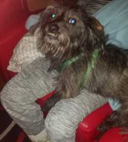 Lost Dog
