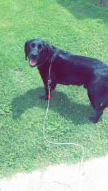 Lost Dog