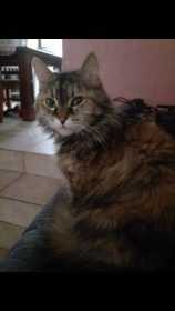 Lost Cat