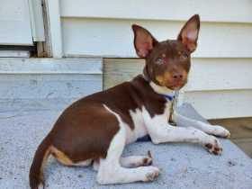 Lost Dog