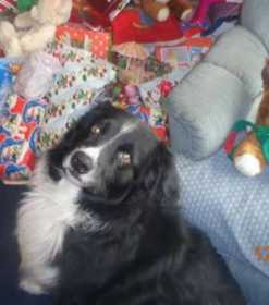 Lost Dog
