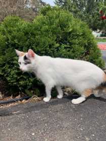 Lost Cat